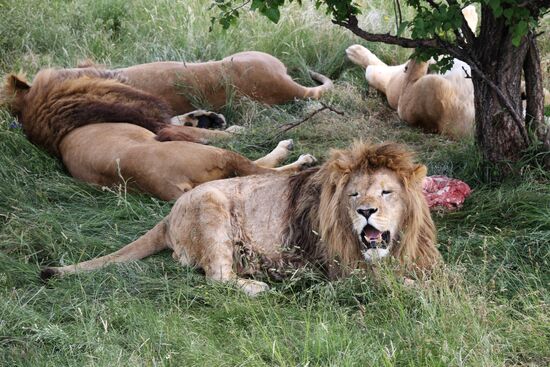 Nikolai Drozdov on set of Animal World at Taigan Safari Park in Crimea