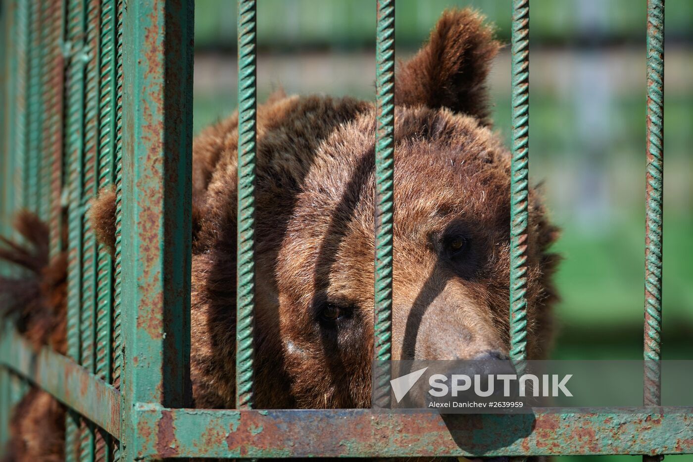 Wildlife rehabilitation centre Veles in St. Petersburg