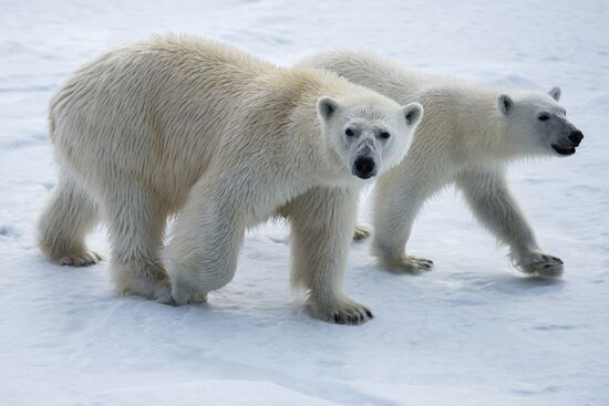 Kara-Winter 2015 Arctic expedition