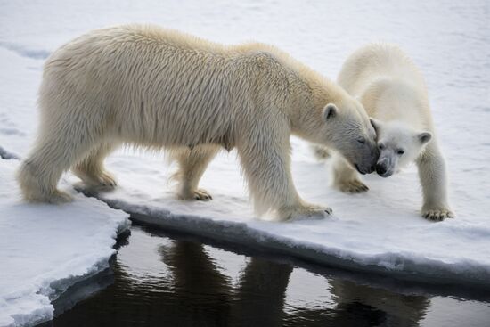 Kara-Winter 2015 Arctic expedition