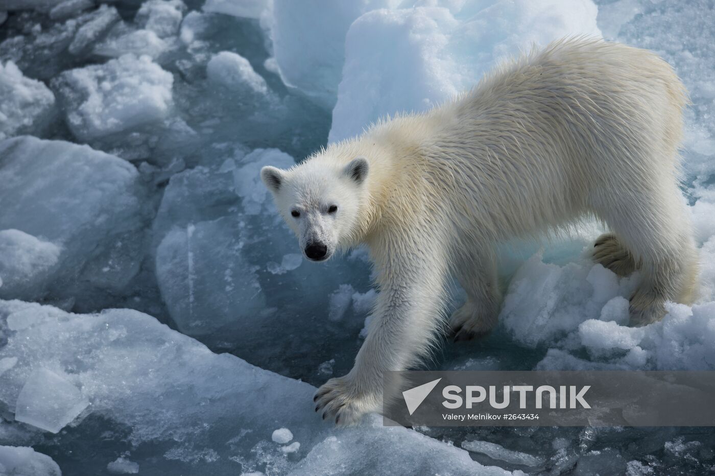 Kara-Winter 2015 Arctic expedition