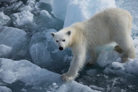 Kara-Winter 2015 Arctic expedition