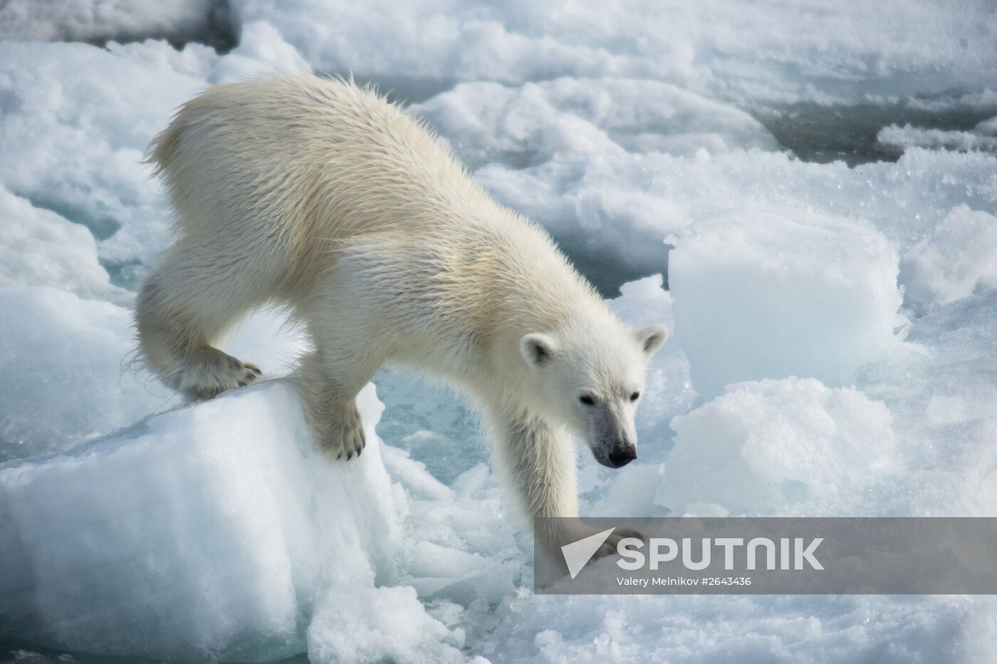 Kara-Winter 2015 Arctic expedition