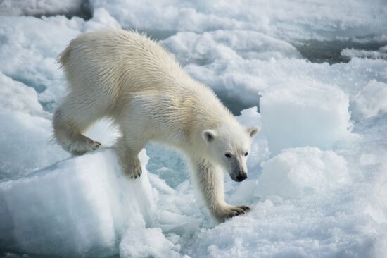Kara-Winter 2015 Arctic expedition