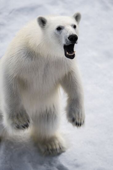 Kara-Winter 2015 Arctic expedition