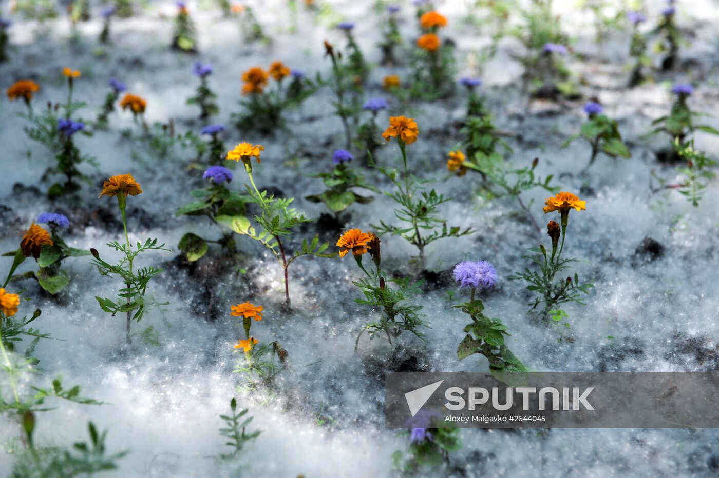 Poplar fluff in Omsk