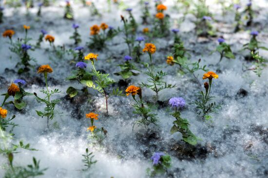Poplar fluff in Omsk