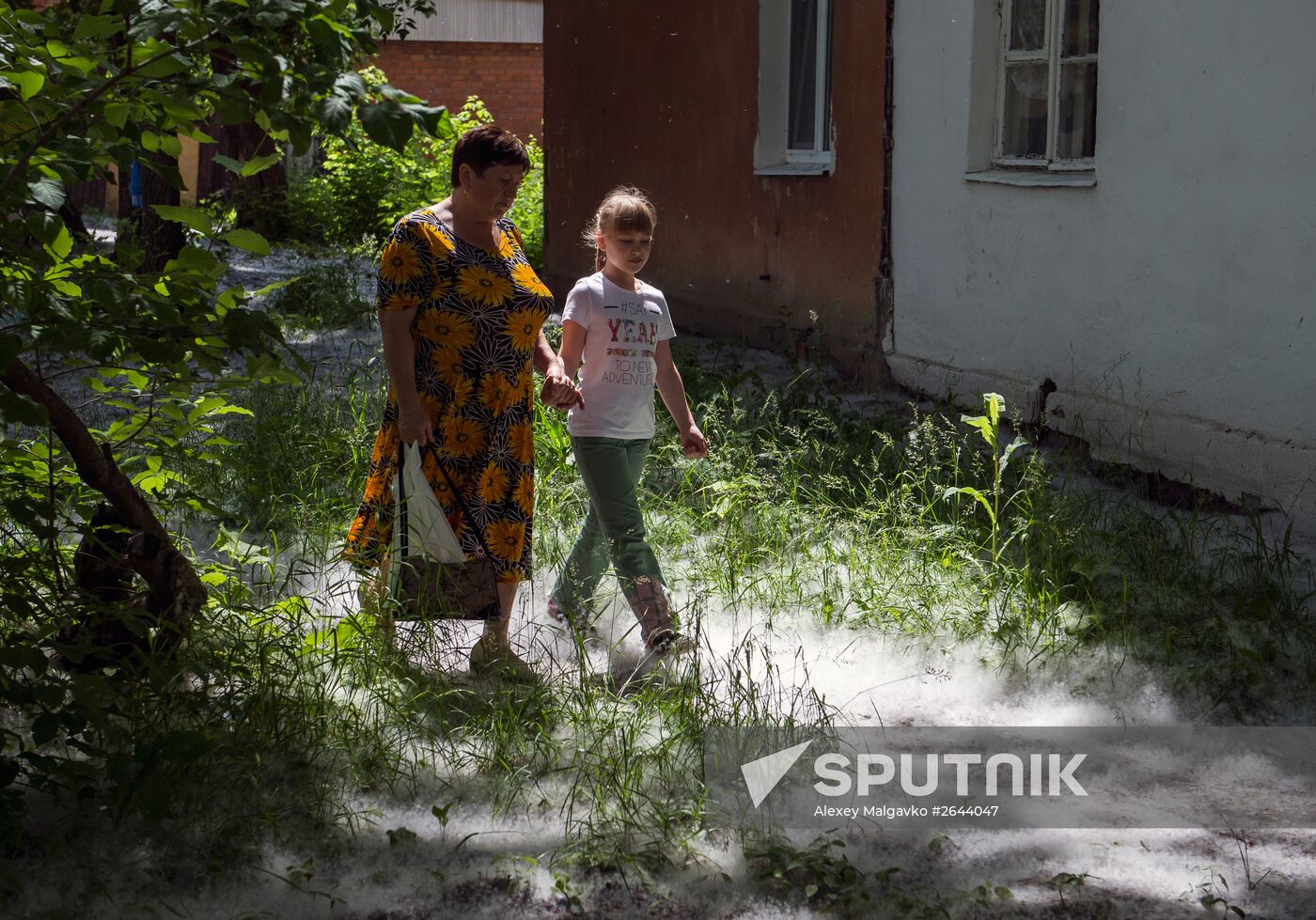 Poplar fluff in Omsk