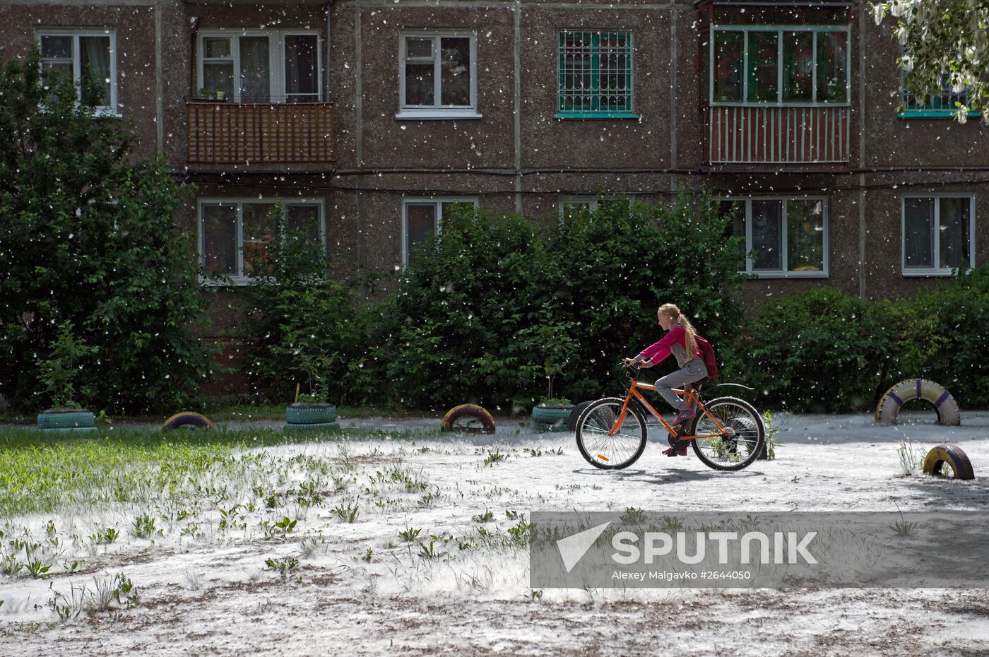 Poplar fluff in Omsk