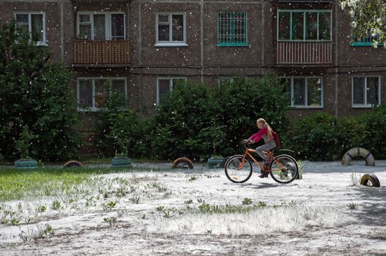 Poplar fluff in Omsk