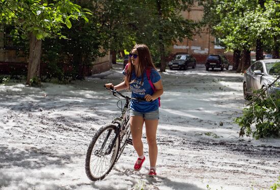 Poplar fluff in Omsk