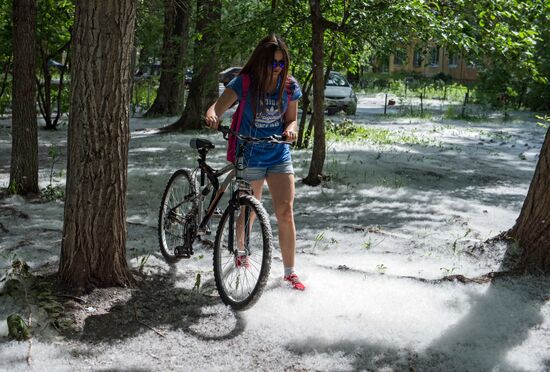 Poplar fluff in Omsk