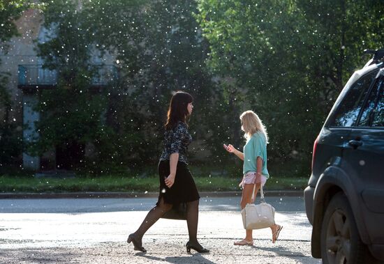 Poplar fluff in Omsk