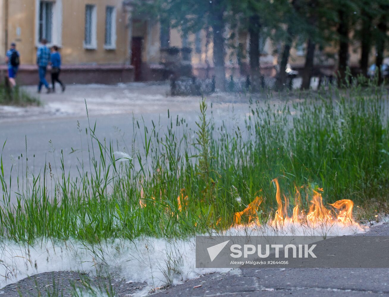 Poplar fluff in Omsk