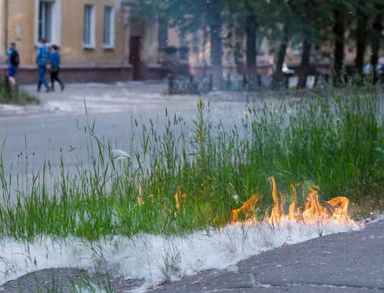 Poplar fluff in Omsk