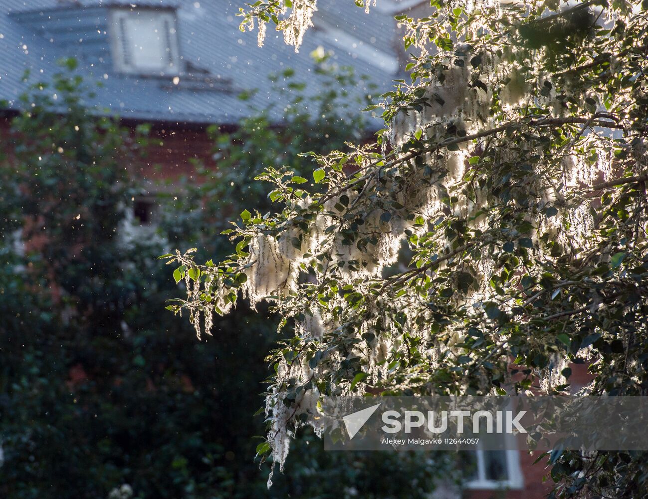 Poplar fluff in Omsk