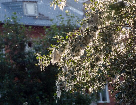 Poplar fluff in Omsk