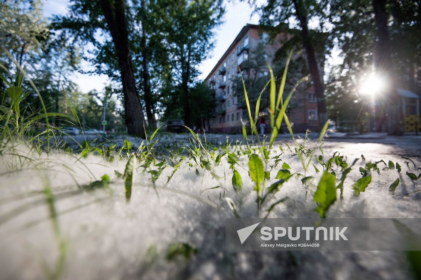 Poplar fluff in Omsk