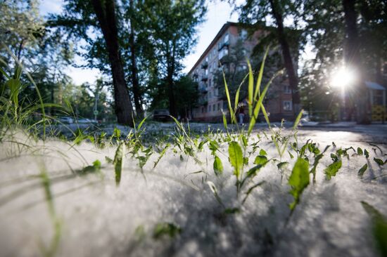 Poplar fluff in Omsk