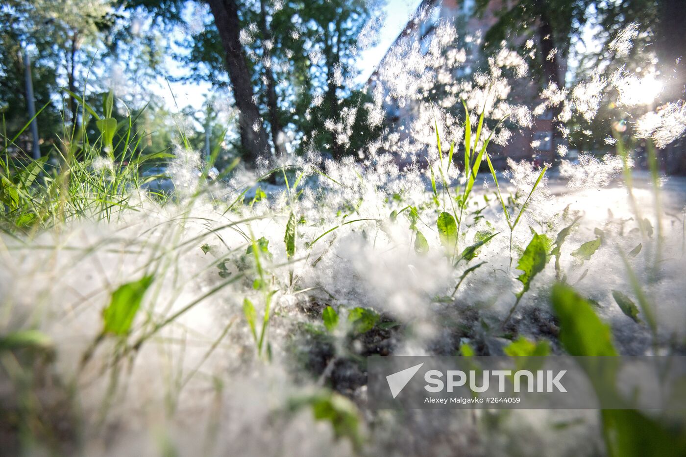 Poplar fluff in Omsk