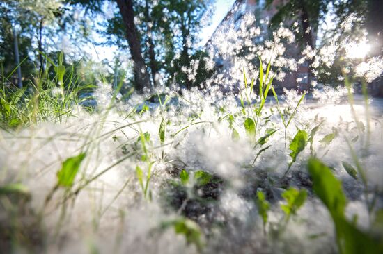 Poplar fluff in Omsk