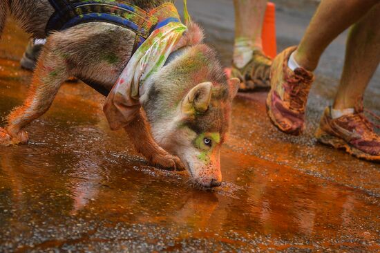 Colour run in Moscow