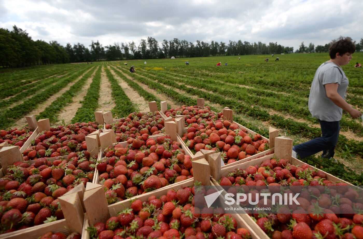 Harvesting strawberries in Moscow region