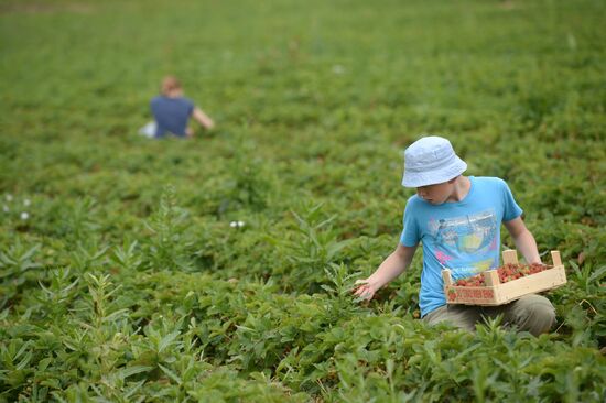 Harvesting strawberries in Moscow region