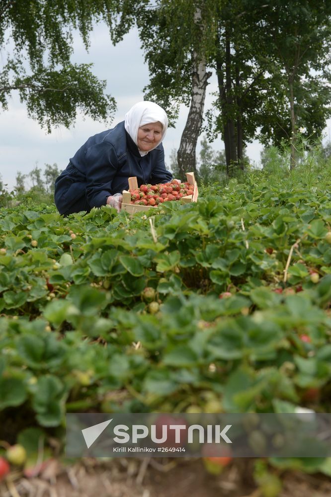 Harvesting strawberries in Moscow region