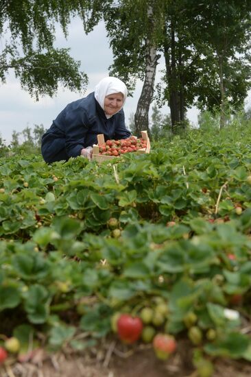 Harvesting strawberries in Moscow region