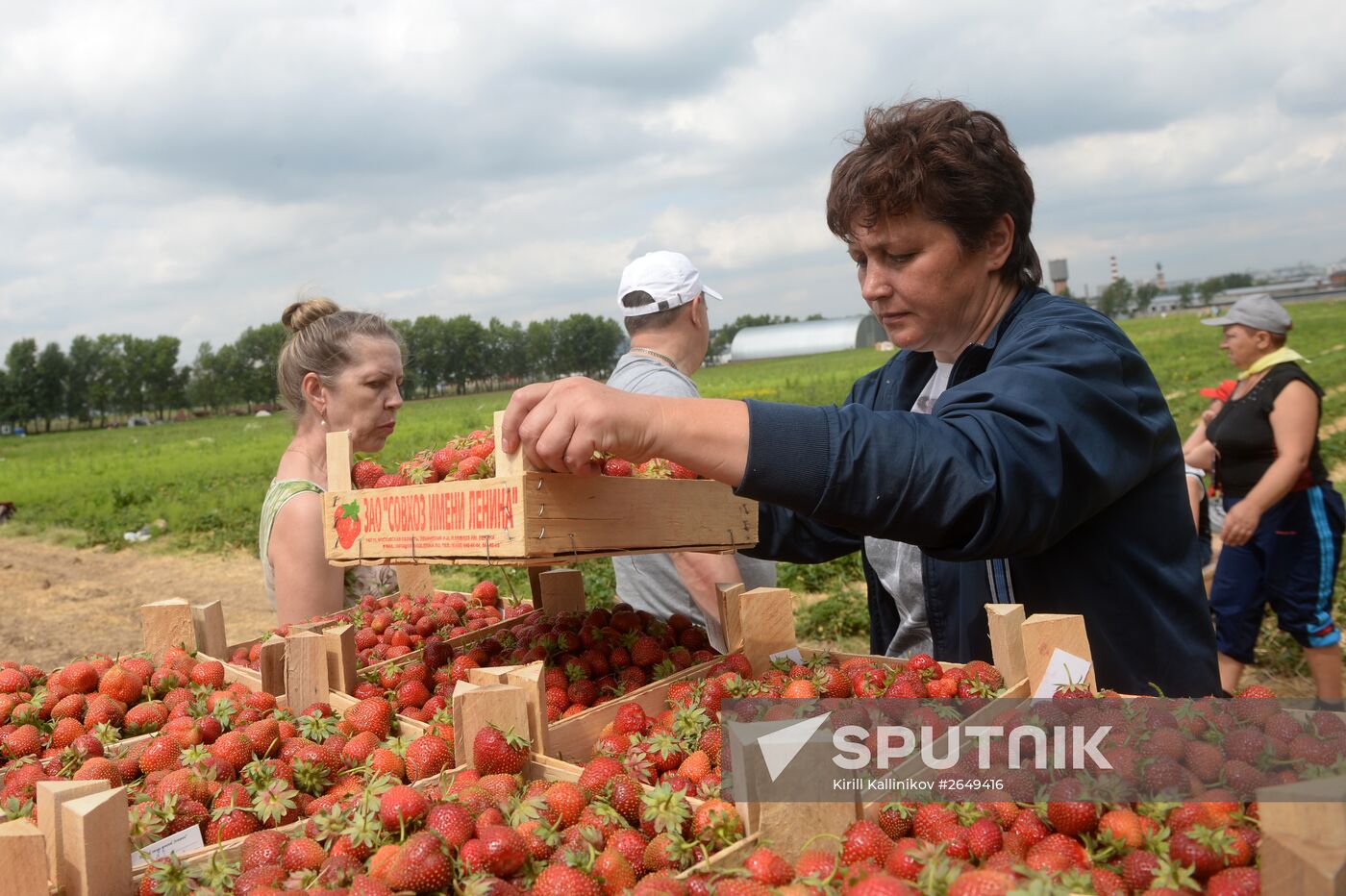 Harvesting strawberries in Moscow region