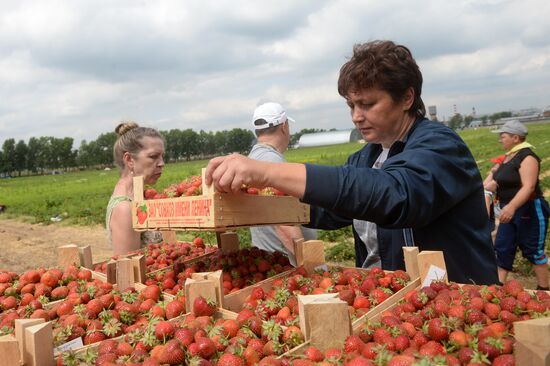 Harvesting strawberries in Moscow region