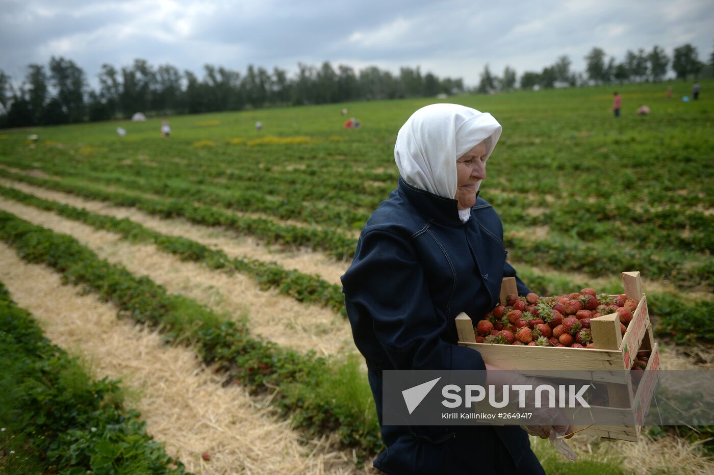 Harvesting strawberries in Moscow region