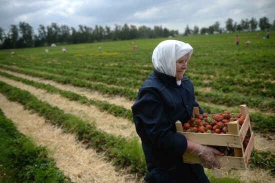Harvesting strawberries in Moscow region