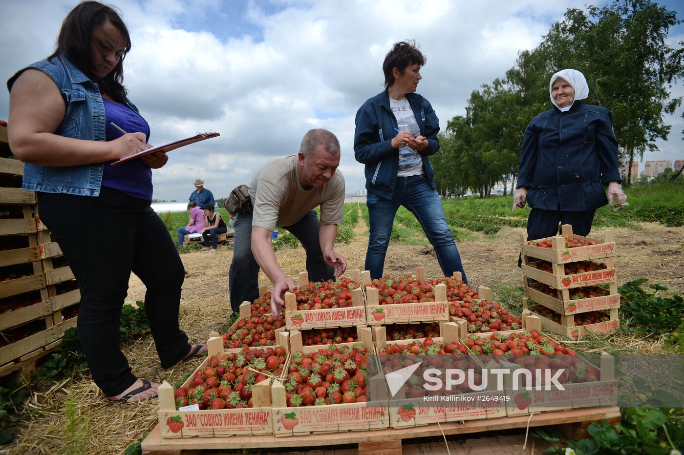 Harvesting strawberries in Moscow region