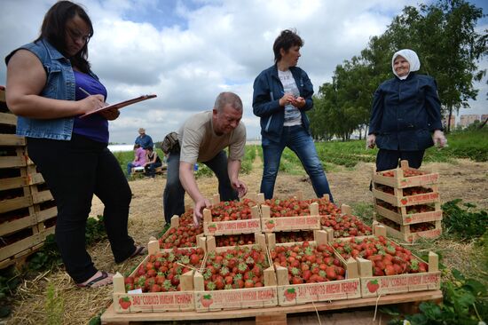 Harvesting strawberries in Moscow region