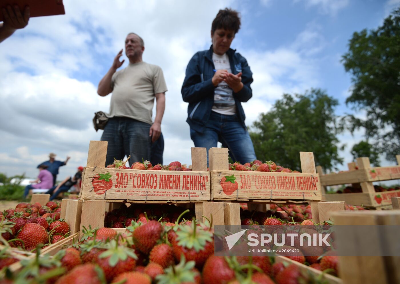 Harvesting strawberries in Moscow region