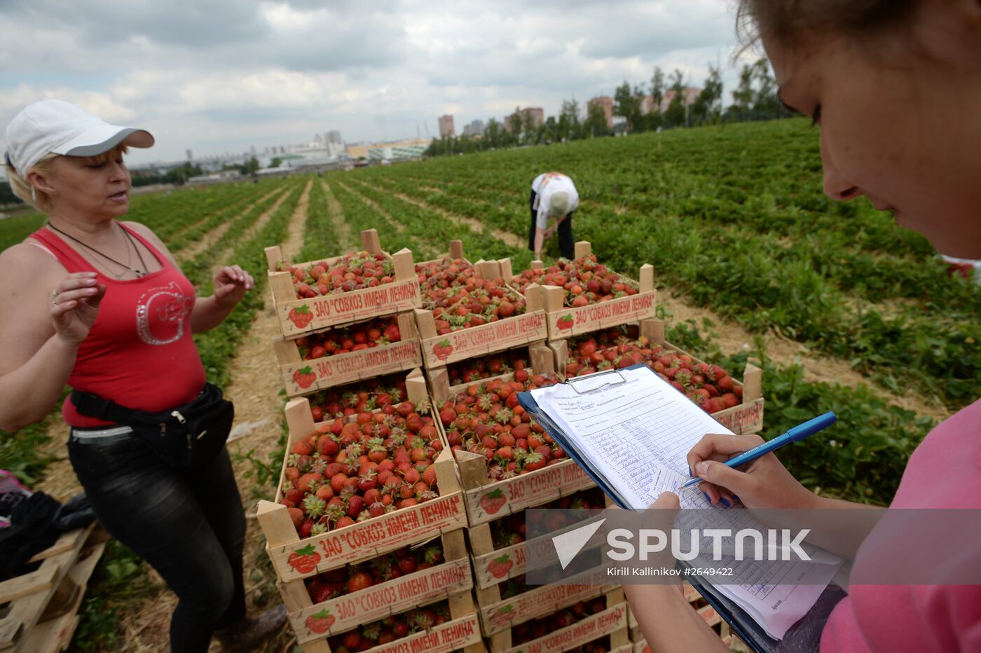 Harvesting strawberries in Moscow region