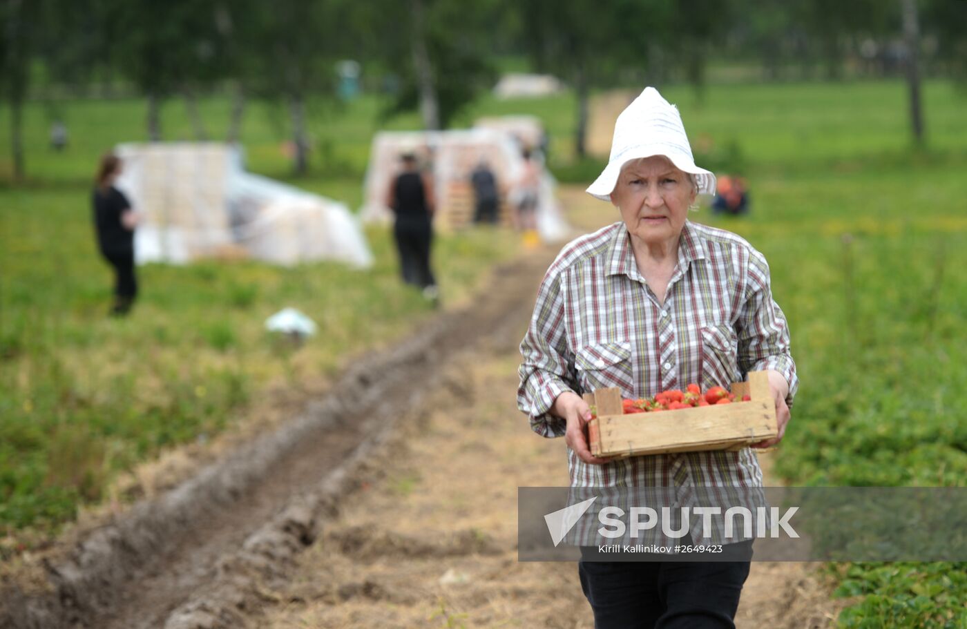 Harvesting strawberries in Moscow region