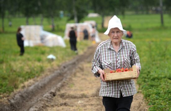 Harvesting strawberries in Moscow region