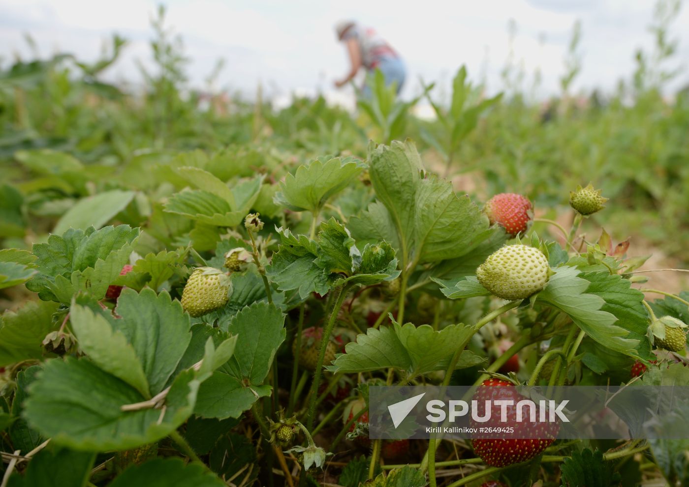 Harvesting strawberries in Moscow region