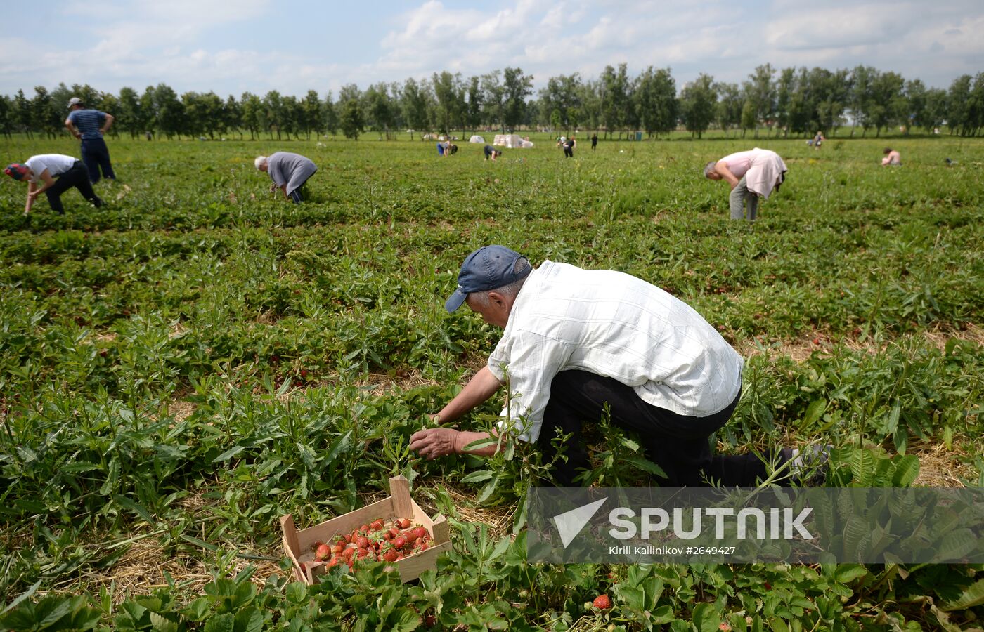Harvesting strawberries in Moscow region