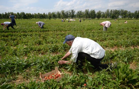 Harvesting strawberries in Moscow region
