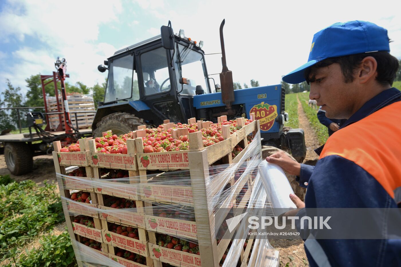 Harvesting strawberries in Moscow region