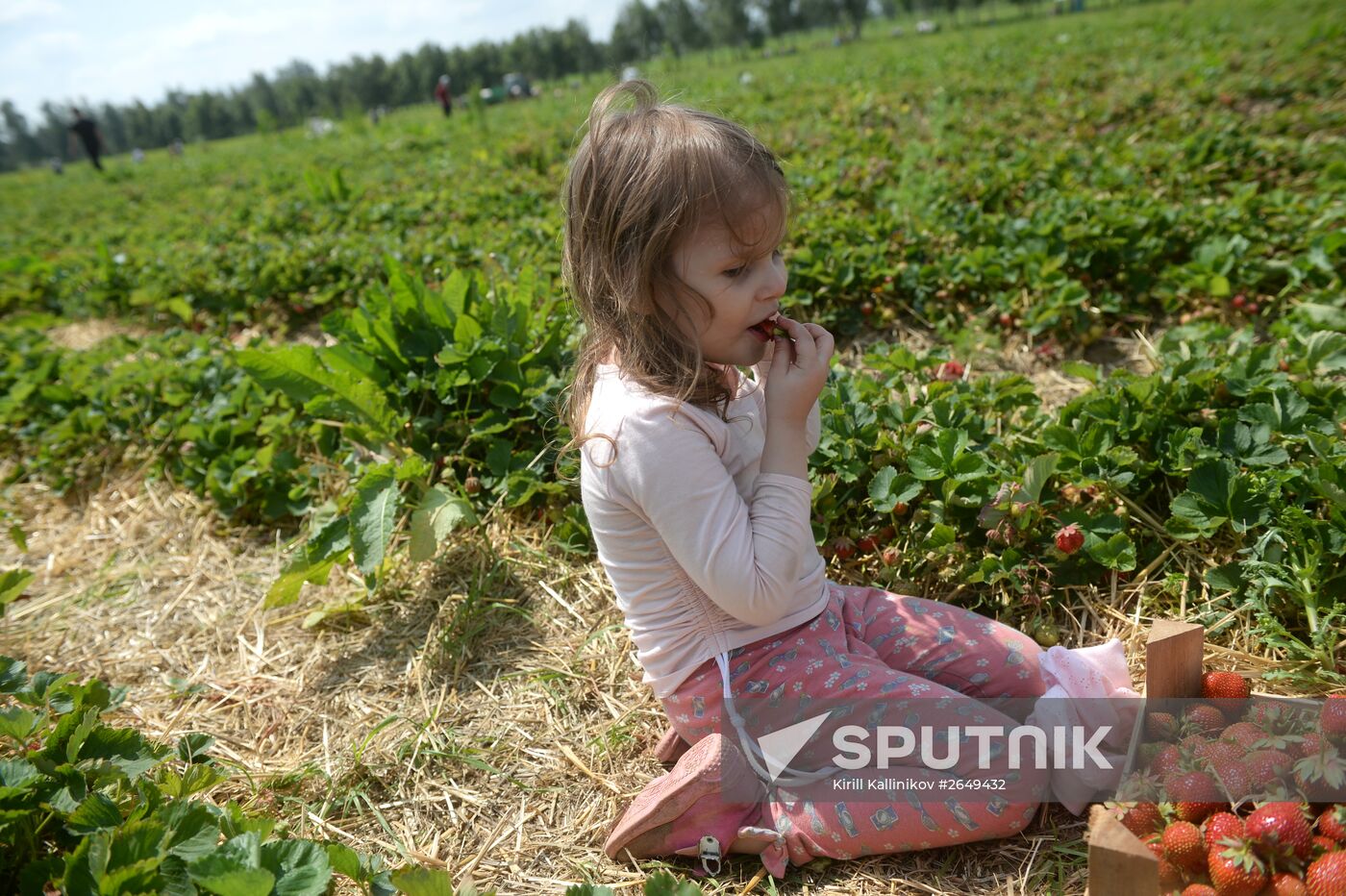 Harvesting strawberries in Moscow region