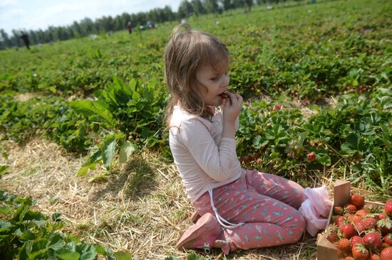 Harvesting strawberries in Moscow region