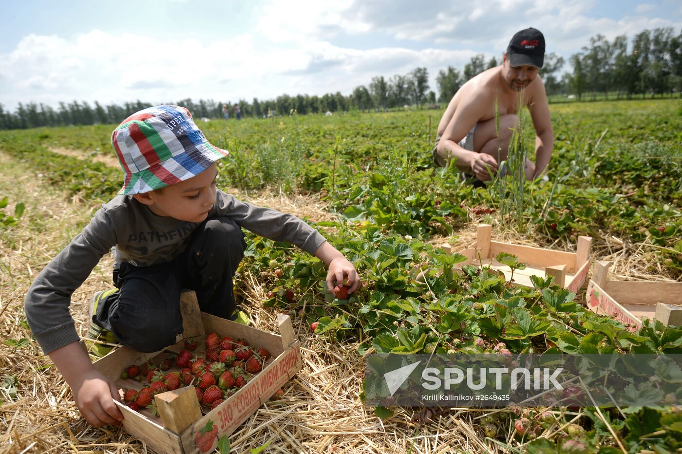 Harvesting strawberries in Moscow region