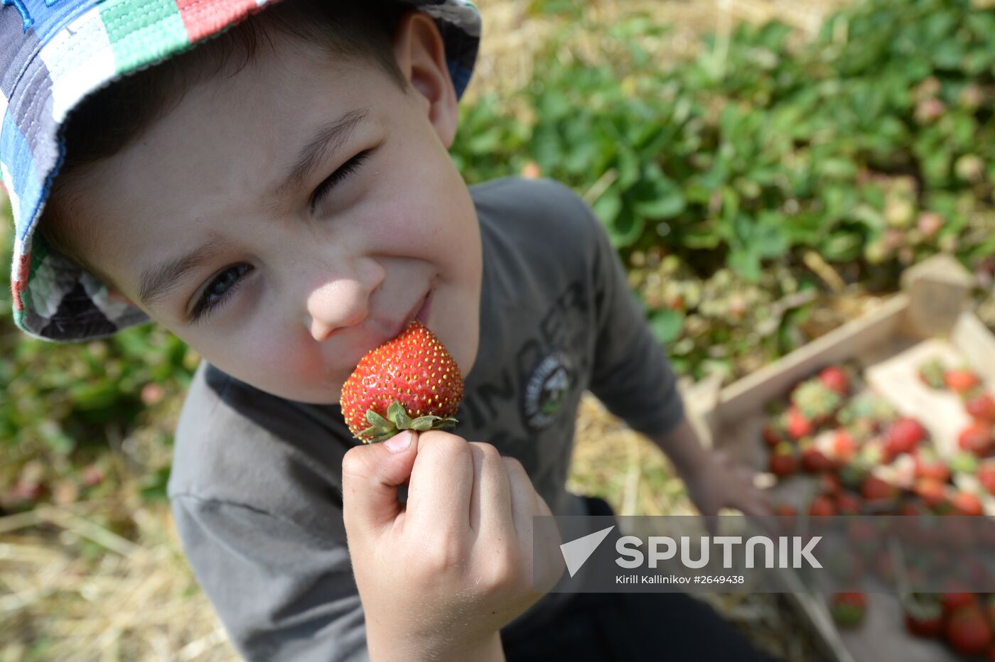 Harvesting strawberries in Moscow region