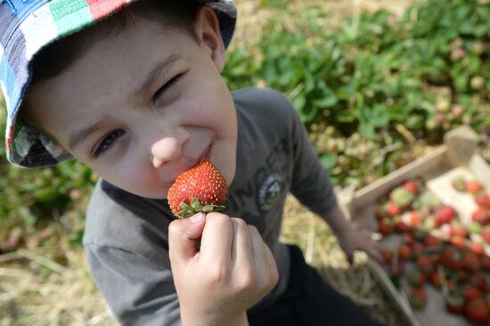 Harvesting strawberries in Moscow region