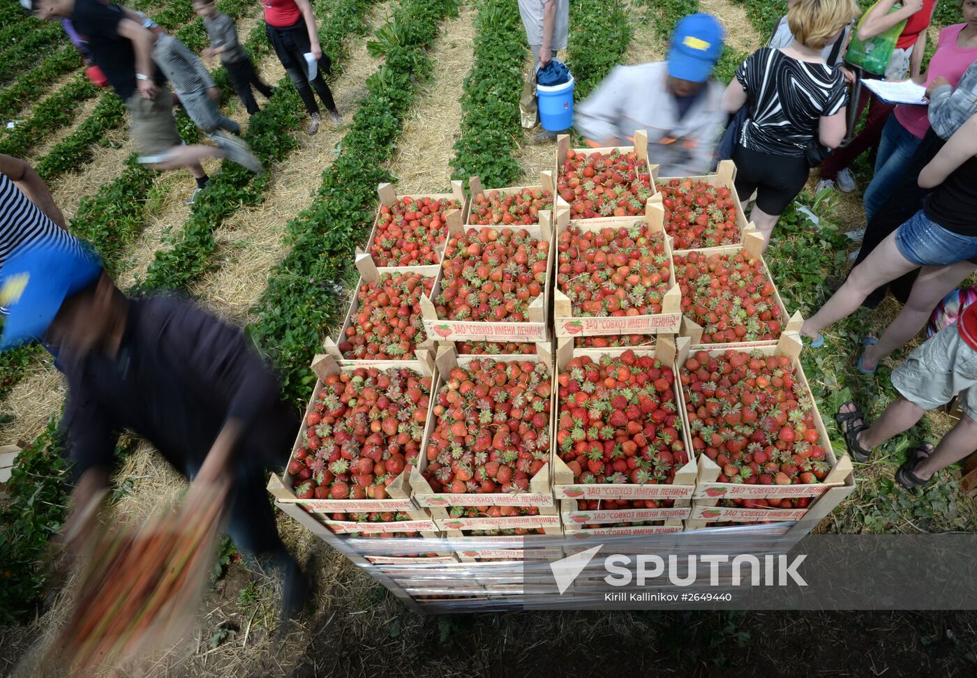 Harvesting strawberries in Moscow region